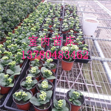 溫室<a href='/' target='_blank'><a href='http://xjwulian.com/miaochuangsheshi/203.html'target='_blank'>花架網(wǎng)</a></a>廠家 溫室<a href='/' target='_blank'><a href='http://xjwulian.com/miaochuangsheshi/203.html'target='_blank'>花架網(wǎng)</a></a>廠家