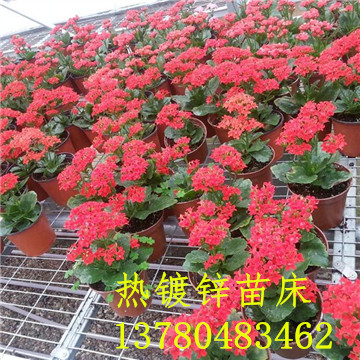 <a href='/' target='_blank'>溫室苗床</a> <a href='/' target='_blank'>溫室苗床</a>